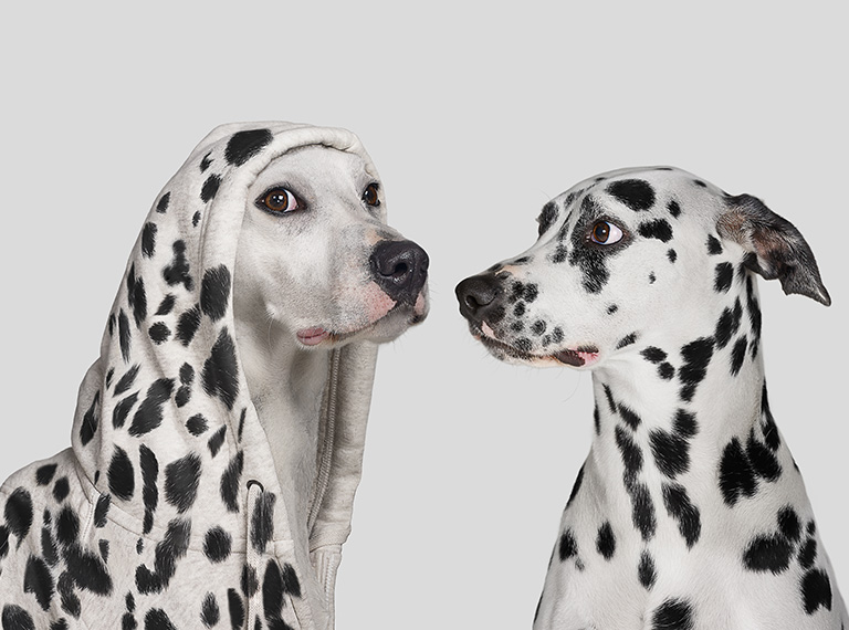 Dalmatian with another dog wearing a jumper pretending to be a dalmatian 