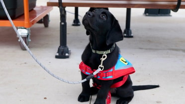 Baby black Labrador sitting down looking up at owner 