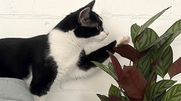 Cat swatting plant