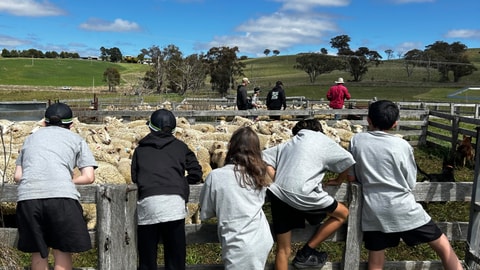 five children gather to look at sheep on the farm