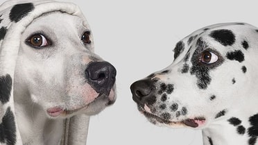 two dogs 