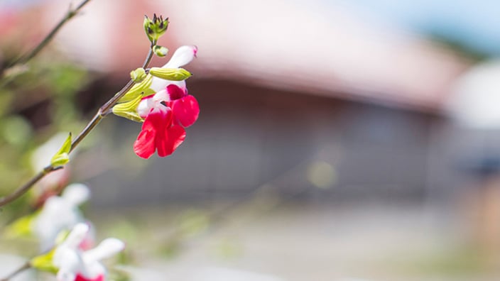 Property hints and tips to help you from saving through to settlement.